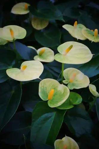 LITTLE JUNGLE Anthurium Yellow with Flowers - Healthy Live Plant With White Pot, Air Purifying Plant, Indoor Plants for Living Room, Gifting, Bedroom, Kitchen, Garden, Balcony, Home Décor, Office Desk