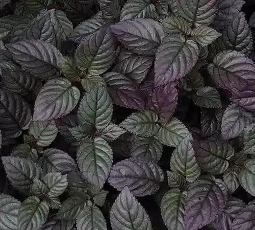 little jungle English Ivy (Red Flame Ivy)